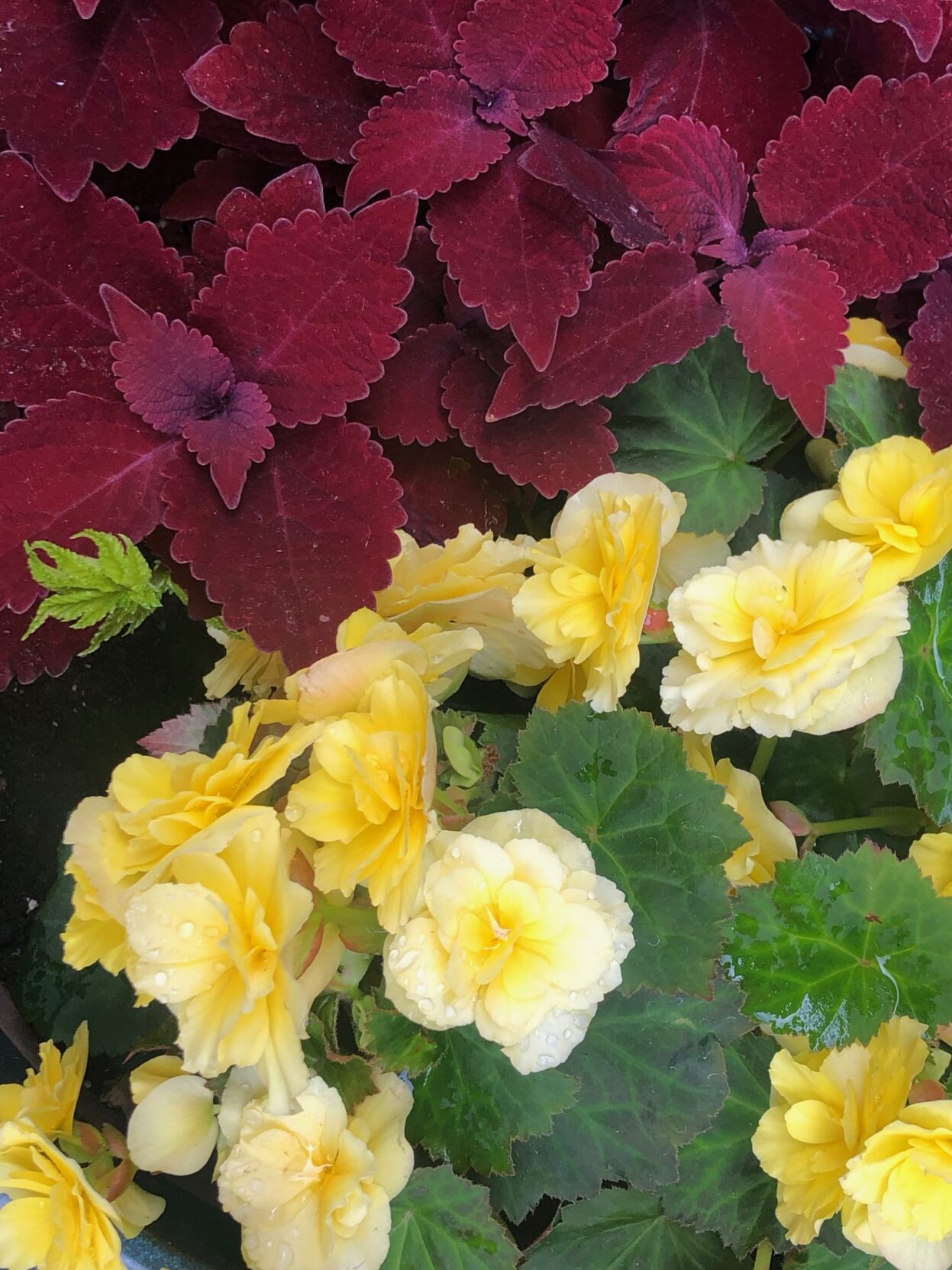 IMG_8813-1536x2048.jpeg